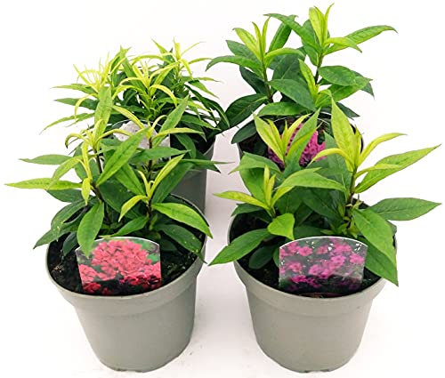 POWERS TO FLOWERS - PHLOX ROSSA, VIOLA, BIANCA, ROSA, 4 PIANTE,piante vere