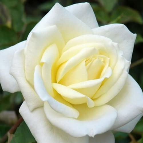Polar Star Rose | Hybrid Tea Rose | Fragrant | 4L Potted