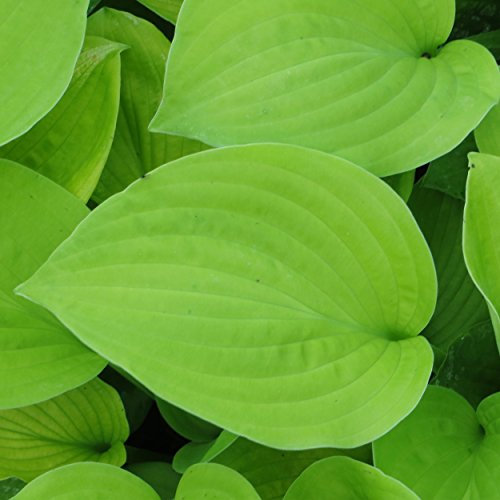 Blumixx Stauden Hosta Hybride 'August Moon' – Funkie/Herzblattlilie, winterhart & pflegeleicht, hellviolett blühend, im 1,0 Liter Topf, ideal für Schatten & Halbschatten