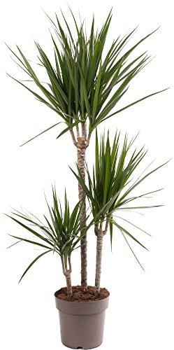 Dragon Tree Large Indoor House Plant Real Evergreen Tall Exotic Big Rare Plants (90-100cm (Incl. Pot))