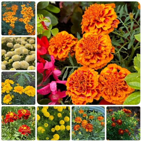 Semi di calendula, semi di selvatici decorazione del soggiorno rare semi di farfalle d'appartamento 300pcs