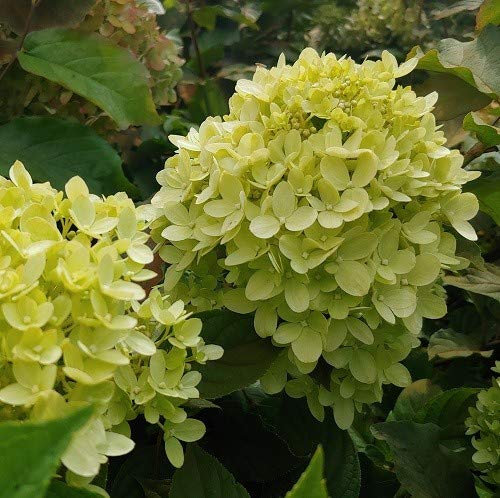 Rispenhortensie `Little Lime´, Hydrangea paniculata, ca. 40-60cm, im Topf