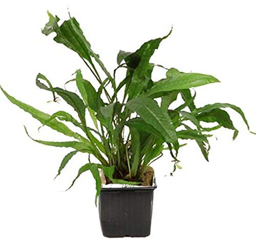 AquaOne Aquarium Pflanzen I Mutterpflanze Microsorum pteropus XL I Einfache Aquarienpflanze I Hintergrund Javafarn Aufsitzer I Aquascaping Dekoration