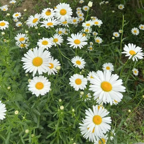 semillas de margarita - primavera, silvestres margarita para para lugares soleados en resistentes al aire libre cubierta 600pcs