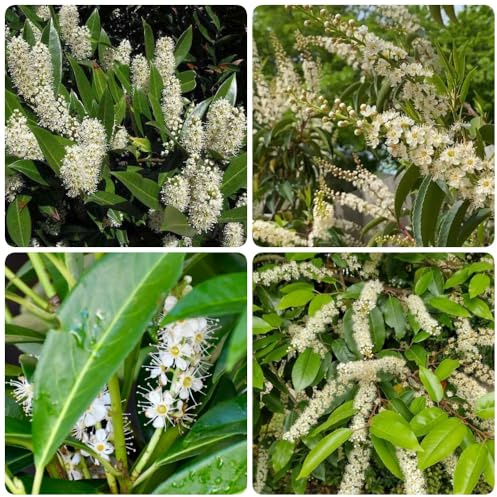 Semillas de Laurel Cerezo, resistentes para el jardín Prunus laurocerasus, semillas de laurel cerezo raras de jardín de rocas resistentes arbustos 80pcs