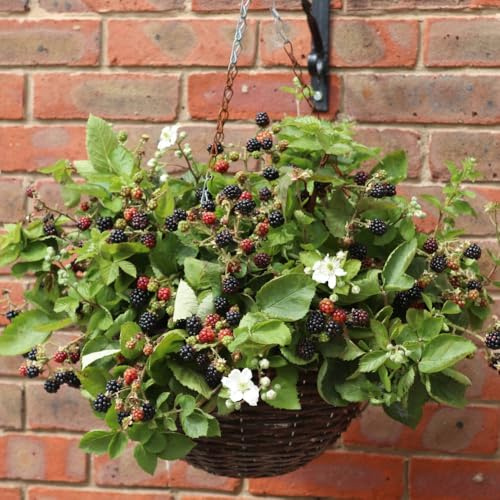 BlackBerry 'Coolaris Late' – Compact and Hardy – Heavy Crops of Sweet, Juicy Fruits – Ideal for Small Gardens and Containers - 1x 9cm Potted Plant by Thompson and Morgan