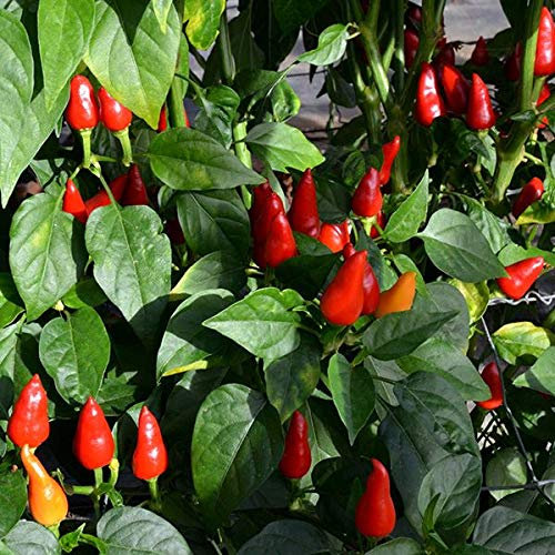JustSeed - Vegetable - Chilli Pepper - Turkish Pickling - 10 Seeds