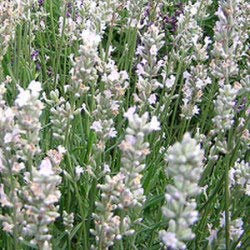 Lavande Blanche Lavandula angustifolia 'Alba' ! (lot de 3 pieds)