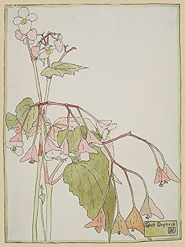 ArtExpert Beef Begonia by Hannah Borger Overbeck - 18x24 Art Print Poster