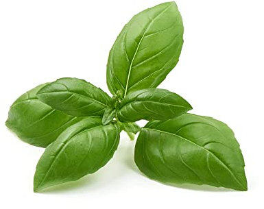 Herb Plants - Basil 'Sweet Genovese' - 9 x Large Plug Plant Pack - Basil Plants - Basil Plug Plants - Garden Ready + Ready to Plant - Indoor or Outdoor - Premium Quality Plants