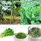 Haloppe 100 Unids Semillas de Verduras para la Plantación de Huertos Caseros, Semillas de Collard Greens Couve Galega Portugués Bastón Repollo Kale