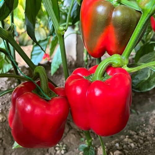 Semi di peperone, varietà antiche peperoncino da balcone rare biologici del giardino, per esterni 200pcs