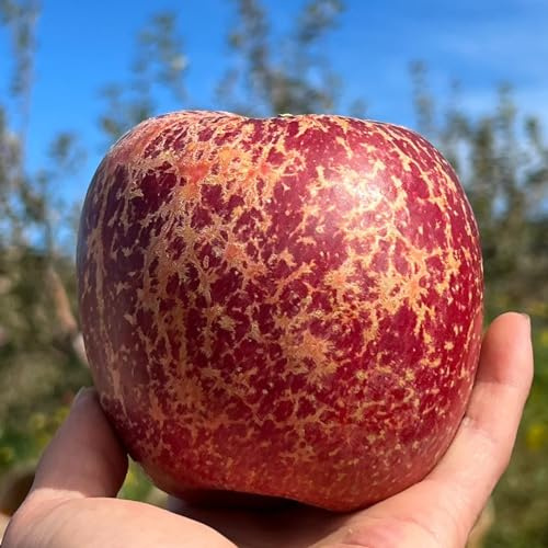 mele di copertura del terreno ornamentale 225semi