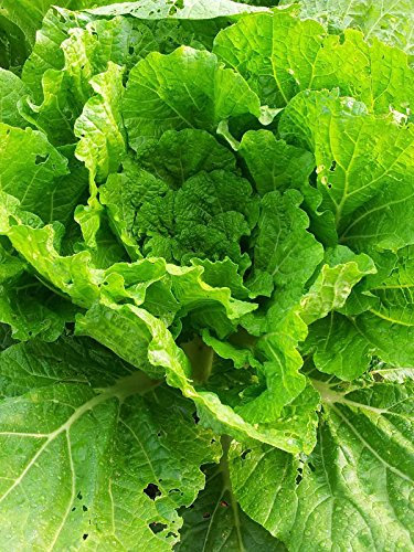 Pe-tsaï, chou chinois 'Wong Bok' (Brassica rapa subsp. pekinensis) env. 200 semences