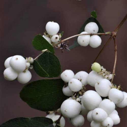 schneebeeren pflanze,Schneebeere Symphoricarpos albus samen,bäume kaufen pflanzen garten zimmerpflanze wilder wein winterhart bonsai kaufen steingartenpflanzen winterhart 20 Stück