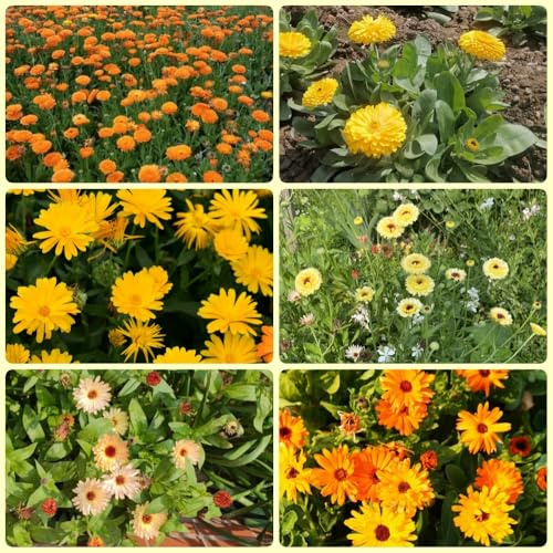 Semi di calendula, amanti di calendula officinalis, luoghi soleggiati Le da sono 600pcs