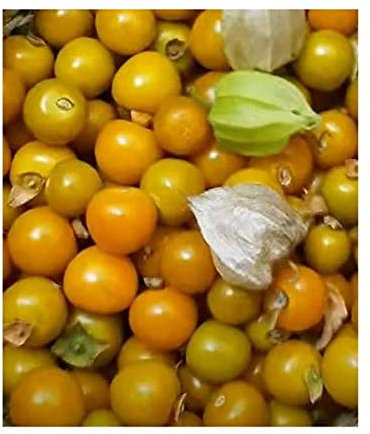 Pcs - 20x Physalis Peruviana Cape Gooseberry Fruit Plants - Seeds B96 & Plants Shop by Ipsa