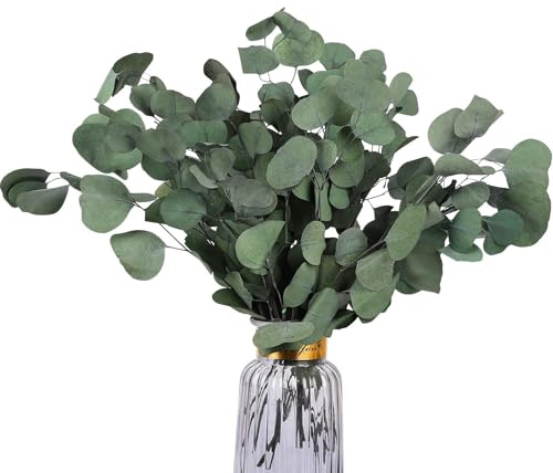 HIAGROW Real Eucalyptus Stems 20PCS Dried Preserved Fresh Eucalyptus Silver Dollar Leaves for Shower - Greenery Branches for Wedding Home Party Vase Filler Spring Decor