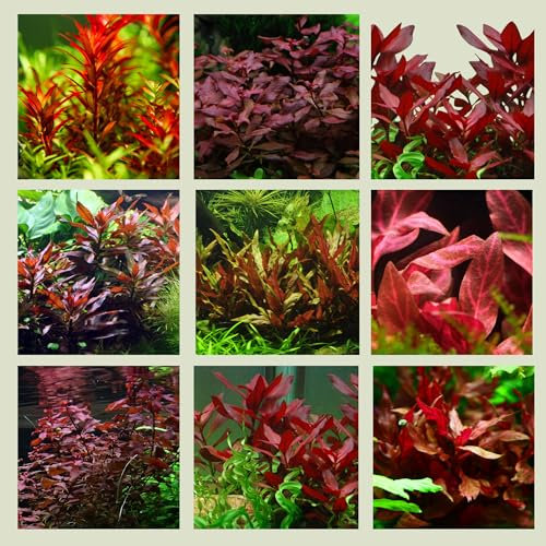 WASSERPFLANZEN WOLFF - 5 rote Aquariumpflanzen - 5 verschiedene Bunde, Set mit kräftigen Pflanzen, Sortiment ROT mit verschiedenen roten Farbtönen und Blattformen für den Mittelgrund im Aquarium