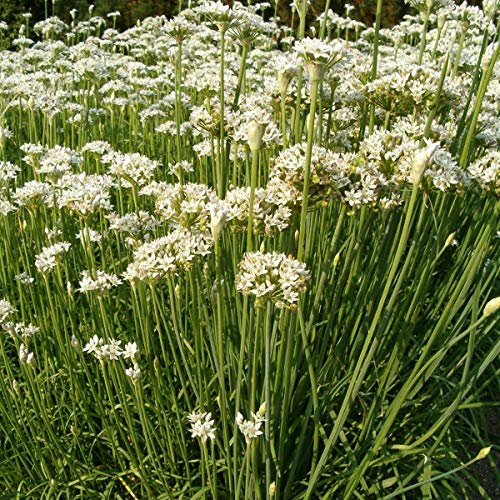 Garlic Chives Seeds - Chinese Chives Easy Grow Your Own Herbs Great for Wildlife - 100 Seeds