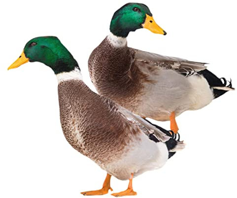 Yardwe 2 Pièces Décoration De Canard De Jardin Modèle en Métal Décor À La Main Ornement De Canard Sculpture en Résine Statue De Canard Sculpture De Canard De Pelouse Figurines Sculptées