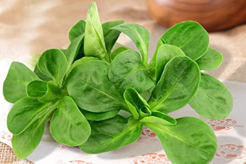 Seeds4planting - Seeds Corn Salad Lamb's Lettuce Heirloom Vegetable for Planting Non GMO