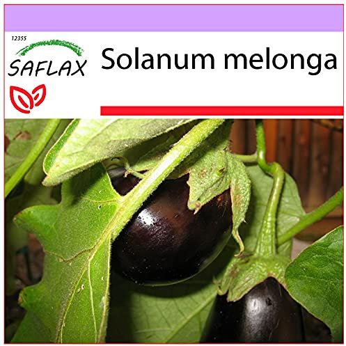 SAFLAX - Gemüse-Aubergine - Eierbaum - 20 Samen - Solanum melonga
