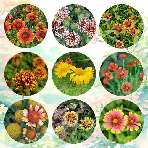 kokardenblume staude winterhart samen - wiesensaatgut, garten geschenk, schattenpflanzen kokardenblume samen, wildblumensamen, hochbeet samen topfpflanzen draußen winterhart, 200pcs
