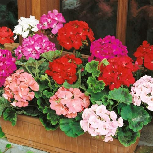 100 Stcs Geraniumsamen, Nicht-Gentechnik-Blütensamen, hohe Keimung leicht zu züchtigen Samen, duftende Blüten für Topfpflanzen, Bilanzdekoration des Hausgartens, ganzjähriges Pflanzen in der 100