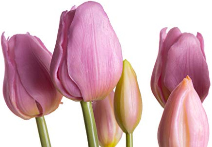 Nova-Nature künstliches Tulpenbündel mit 4 Tulpen und 3 Tulpenknospen real Touch (Mauve)