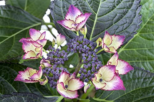 Hydrangea macrophylla 'Dark Angel' 30-40 cm – Winterhart, Mehrjährig, Pflegeleicht – Hortensie – Blütenstrauch für Beet & Kübel