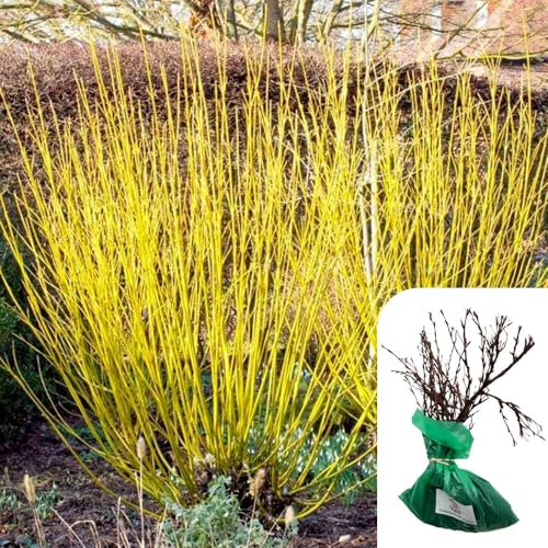 1 x Cornus Stolonifera Flaviramea (Yellow-Twig Dogwood) – Hardy Shrub with Vibrant Yellow Stems, Small White Flowers, RHS Pollinator-Friendly - When Only The Best Will Do - Top Grade “A” Roses
