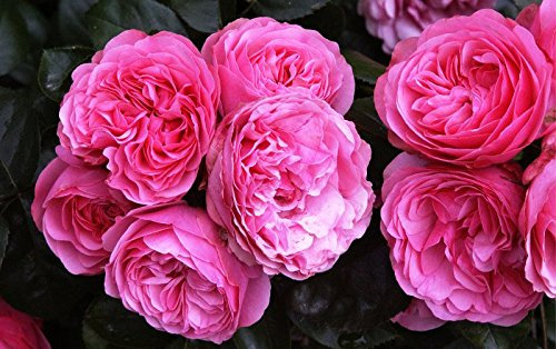 Rose Leonardo da Vinci Rosa Leonardo da Vinci Containerware Qualität A