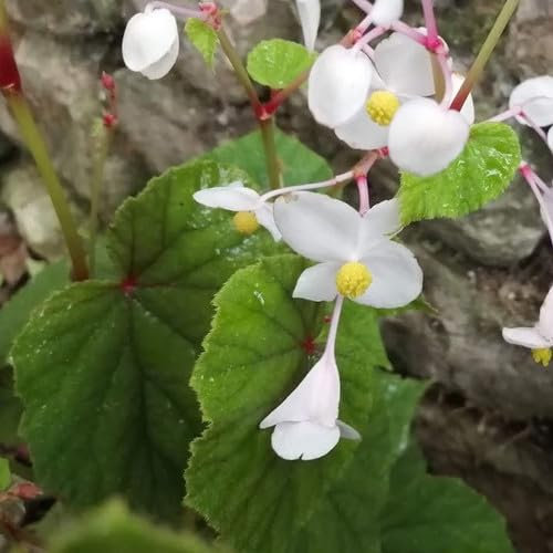 Plant World Seeds - Begonia Grandis Alba Subsp Evansiana Seeds (Perennial Flower Seeds)