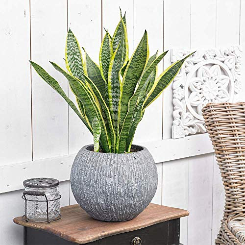 Sansevieria Laurentii Pflanze - Premium immergrüne getopfte Zimmerbaum Evergreen In 13cm