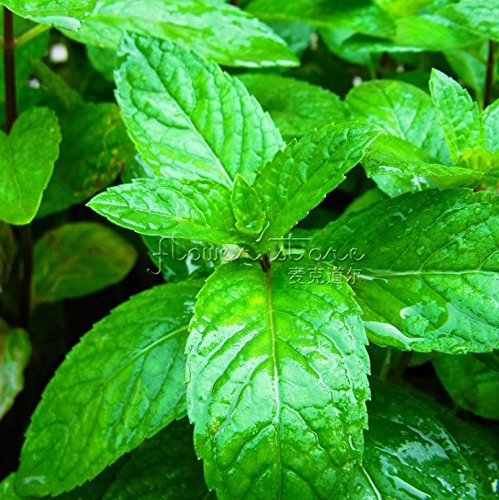 Graines De Menthe Vietnamienne Riches En Arôme Pour Plantes De Jardin À Faire Soi-Même