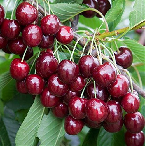 Pianta vera da frutto ALBERO DI CILIEGIO 'FERROVIA' DI TURI -PRUNUS AVIUM FERROVIA-A RADICE NUDA1 metro