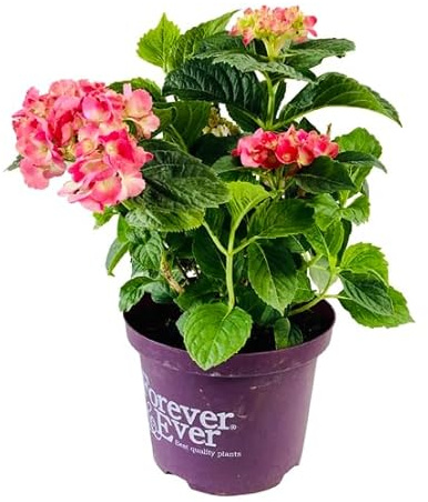 Hortensia Rosa Natural – Arbusto de Exterior con Flores Vibrantes