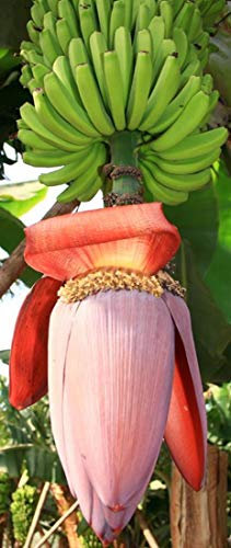 Musa balbisiana gigantea - Japanische Fruchtbanane - 20 Samen -