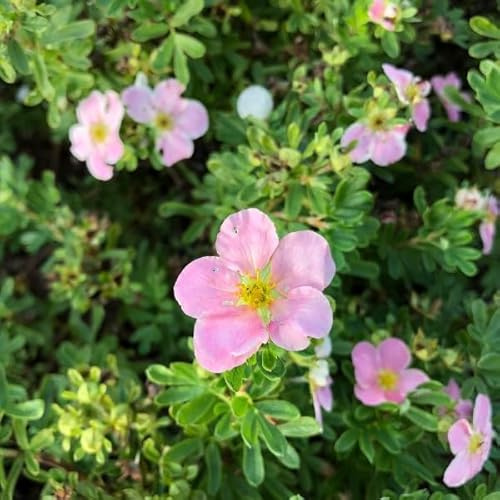 Vivai le Georgiche - Pianta vera di Potentilla fruticosa Pink Queen Cinquefoglia arbustiva 'Pink Queen' - vaso Ø 19 cm - altezza alla vendita 40-60 cm