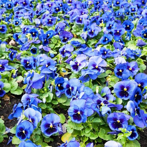 Stiefmütterchen Blau Perfection Blue (Viola Cornuta) Himmelblau