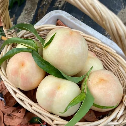 Nektarinenbaum - steingartenpflanzen seltene exotische obstpflanzen alte sorten säulenobst obstbäume kaufen winterharte für garten 3Samen
