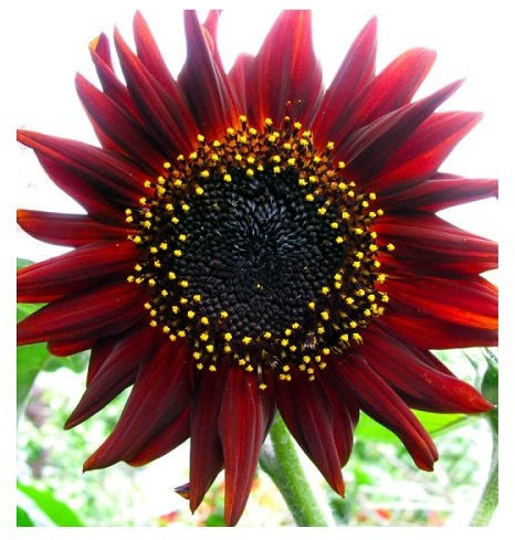 Lot de 25 Graines Potageres - Tournesol Rouge - 60cm et Plus