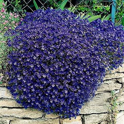 Haloppe 300 Stücke Rock Cress Pflanzen Samen für Hausgarten Pflanzen, Garten Bodendecker Teppich mehrjährige Blume Pflanze Decor Rock Cress Samen Blau