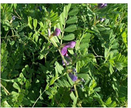 PREMIER SEEDS DIRECT - Green Manure - TARES - 80GM (Organic Seed)