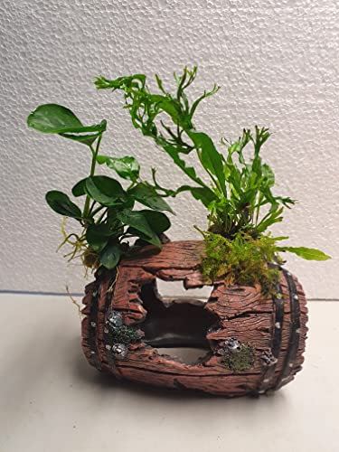 Garnelenbäumchen Polyresin Fass Kunstharz 20x15 cm bepflanzt mit echten Wasserpflanzen von Tropica Anubia,Moos und Farn Aquarium Deko