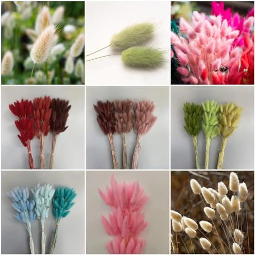 200 pcs ziergras winterhart samen - kräuter samen pflanztöpfe steingartenpflanzen winterhart Hasenschwanz hasenschwanzgras,Lagurus ovatus, gewächshaus balkon kübelpflanzen winterhart