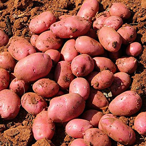 200 Pièces Graines de Pommes de Terre, Graines de Pommes de Terre à Peau Rouge, Semences de Légumes à Semer pour Potager et Jardin, Croissance Rapide, Rendement Élevé