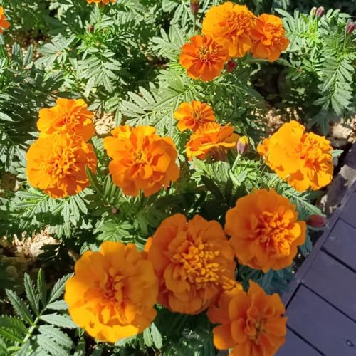 semi di calendula - calendula - balcone, luoghi soleggiati to perenni, decorazione autunnale, 1200pcs