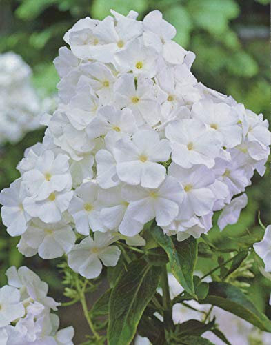 Hoher Phlox paniculata White Flammenblume3 Wurzelstücke Winterhart Staude